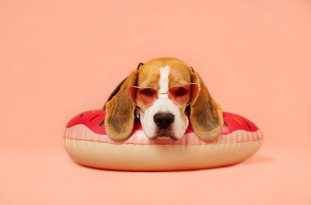 4 tips voor een gezonde huid van jouw hond