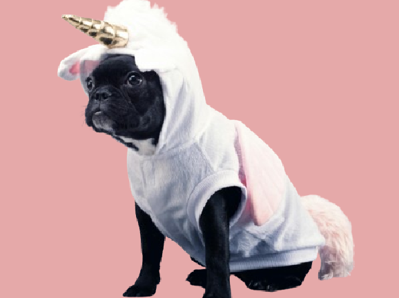 Als een hond misselijk is en de klachten niet vanzelf overgaan