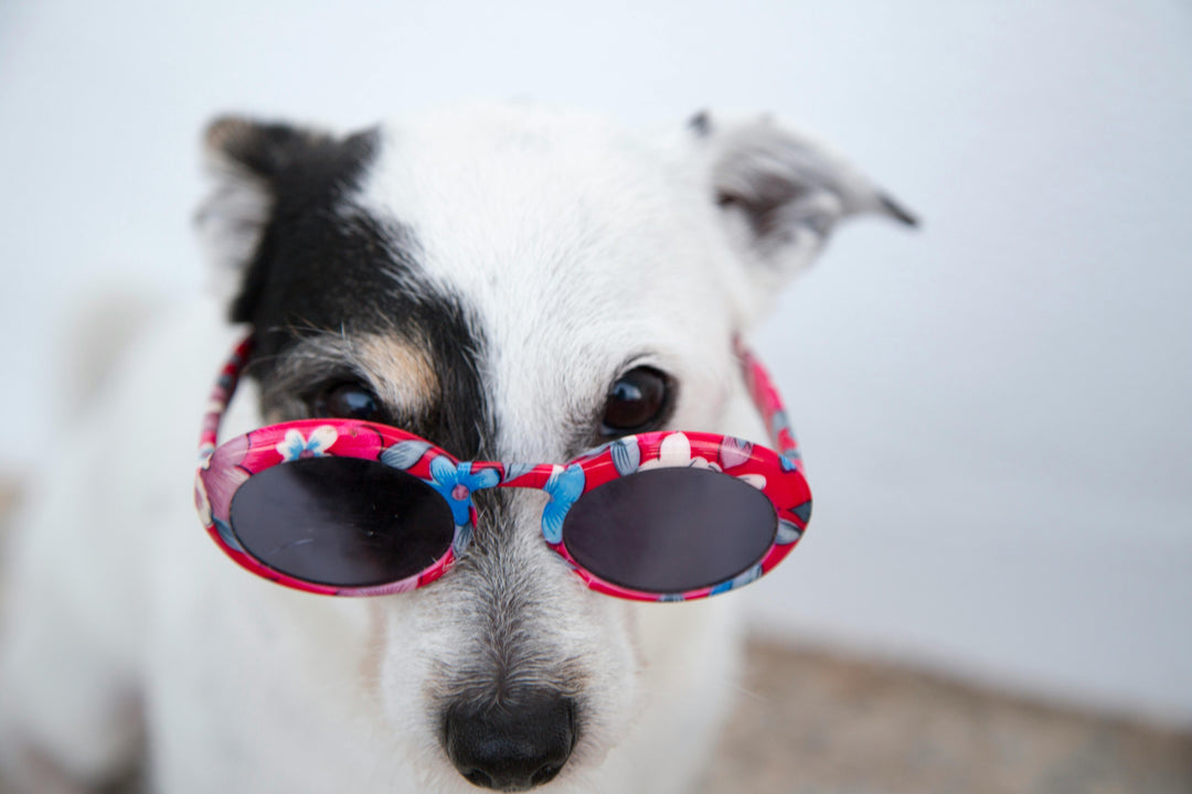 Hoe verbeter ik de darmflora van mijn hond?