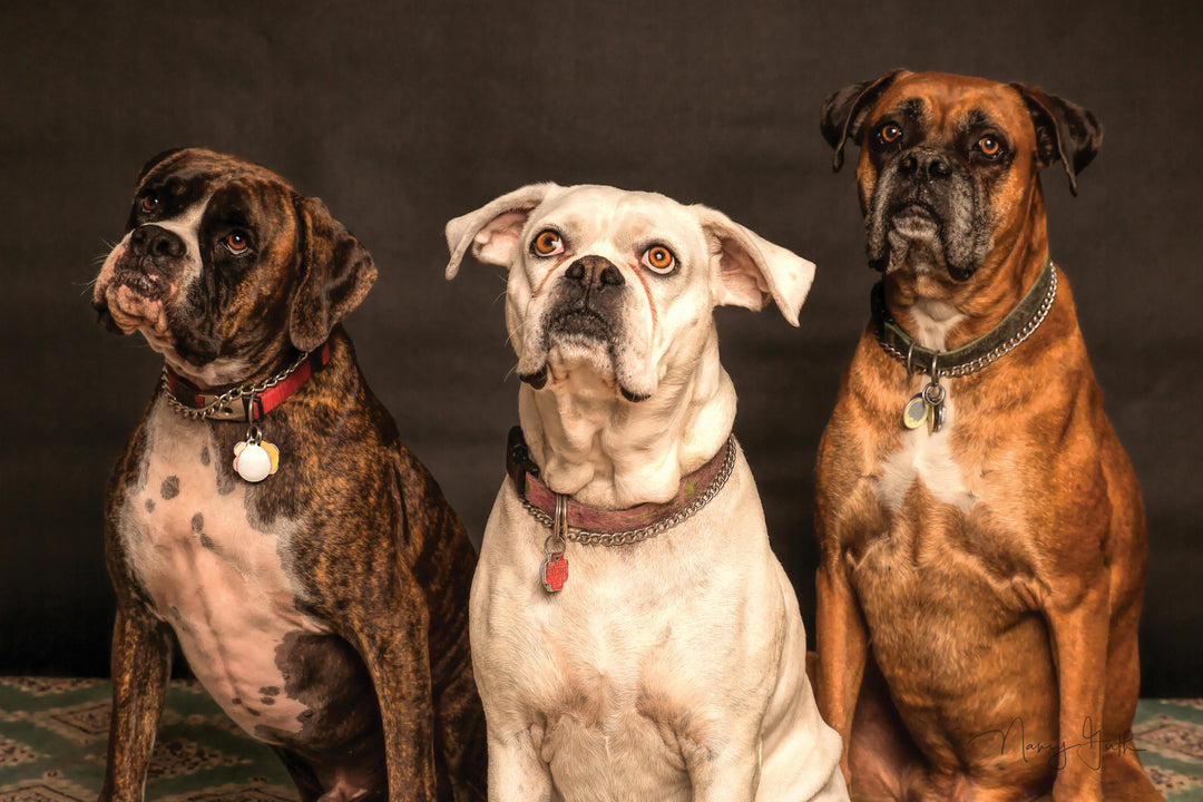 Hoeveel honden nemen supplementen?