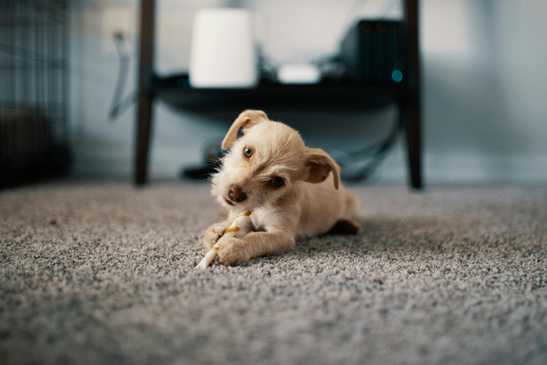 Is zalm goed voor honden met IBD?