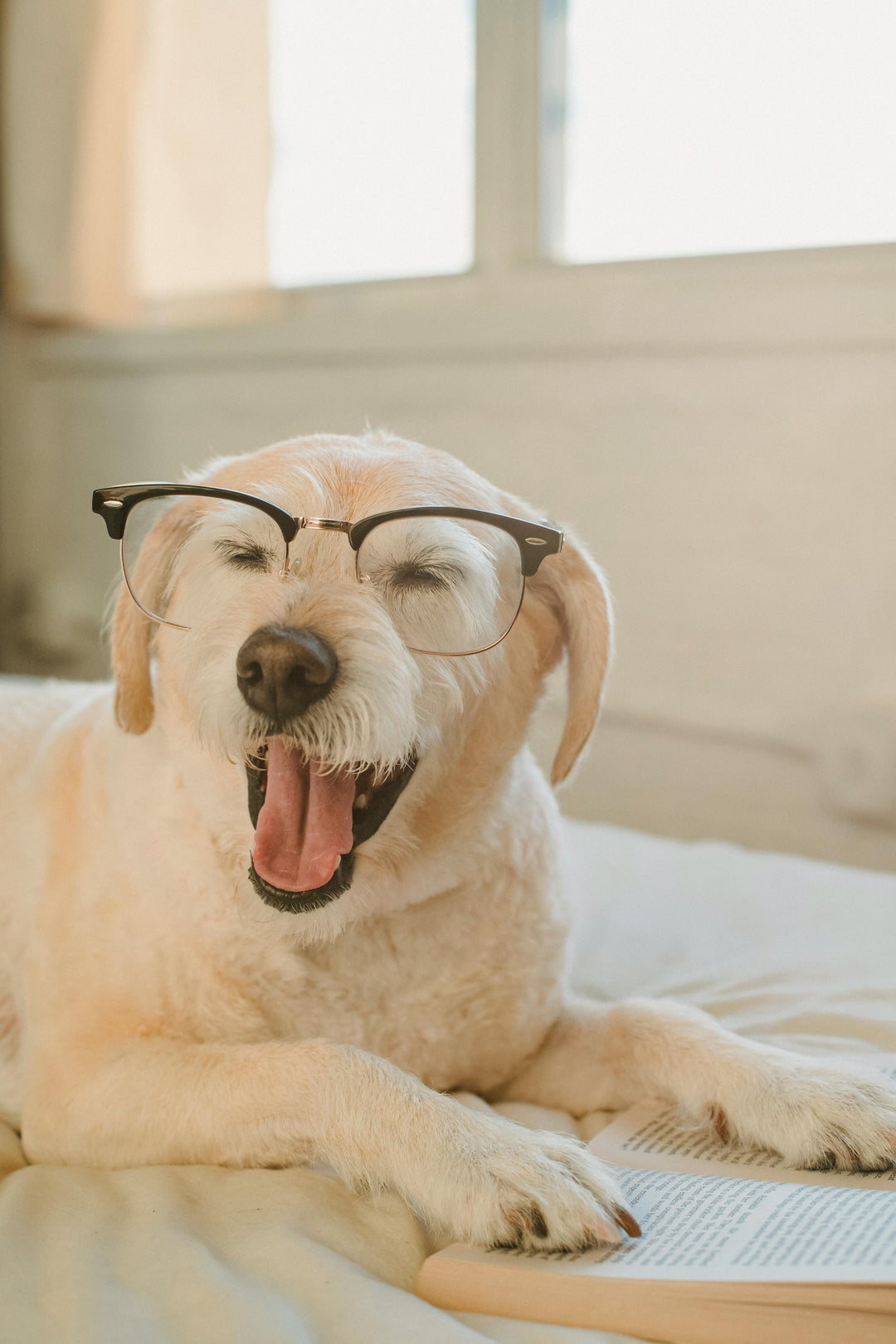 Kan mijn hond ziek worden van probiotica?