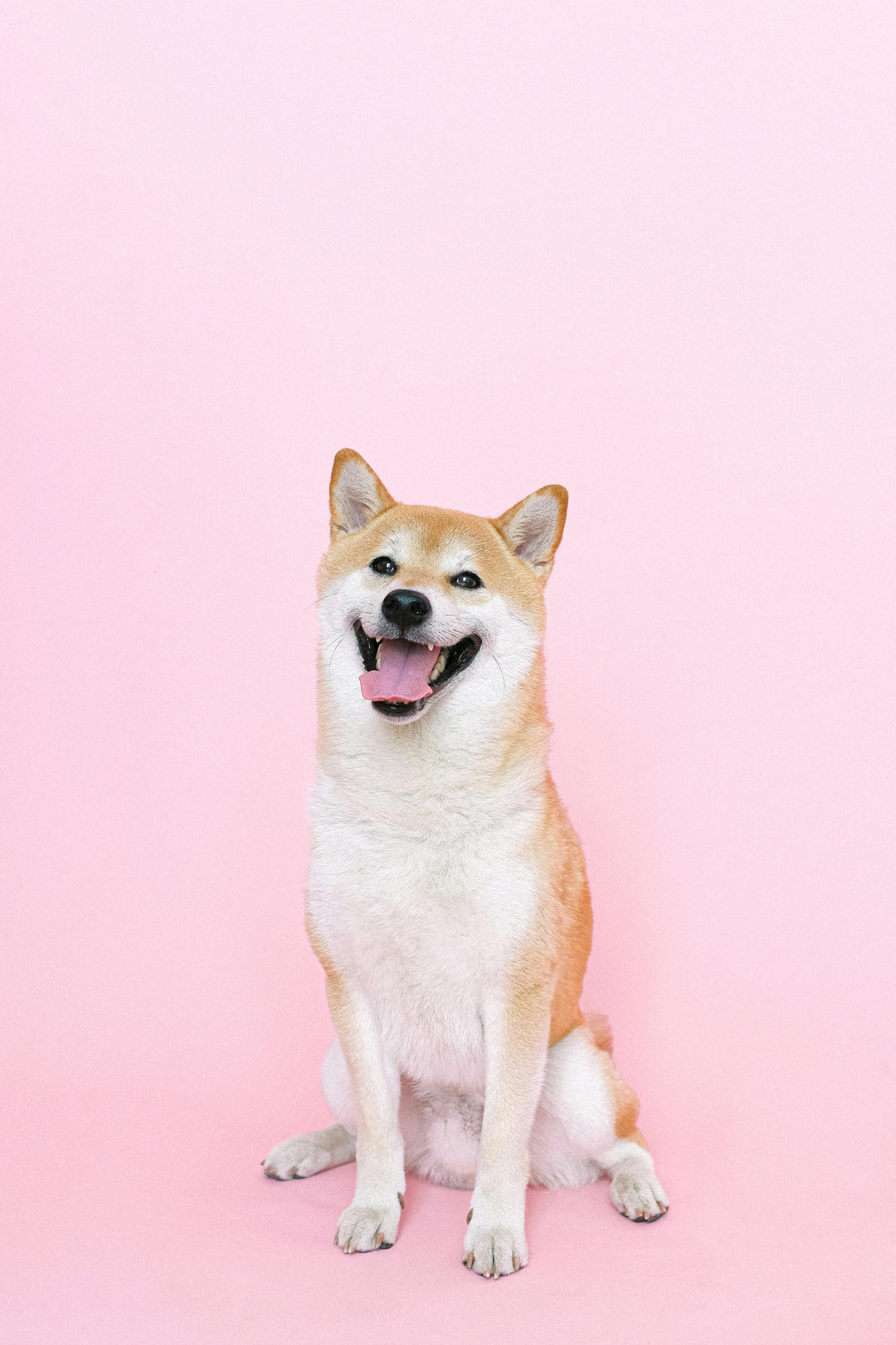 Moet ik supplementen aan het voer van mijn hond toevoegen?