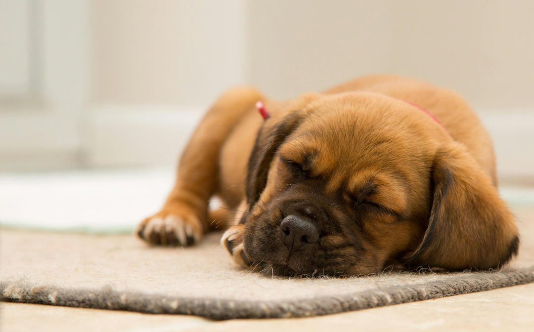 Moet je puppy's supplementen geven?