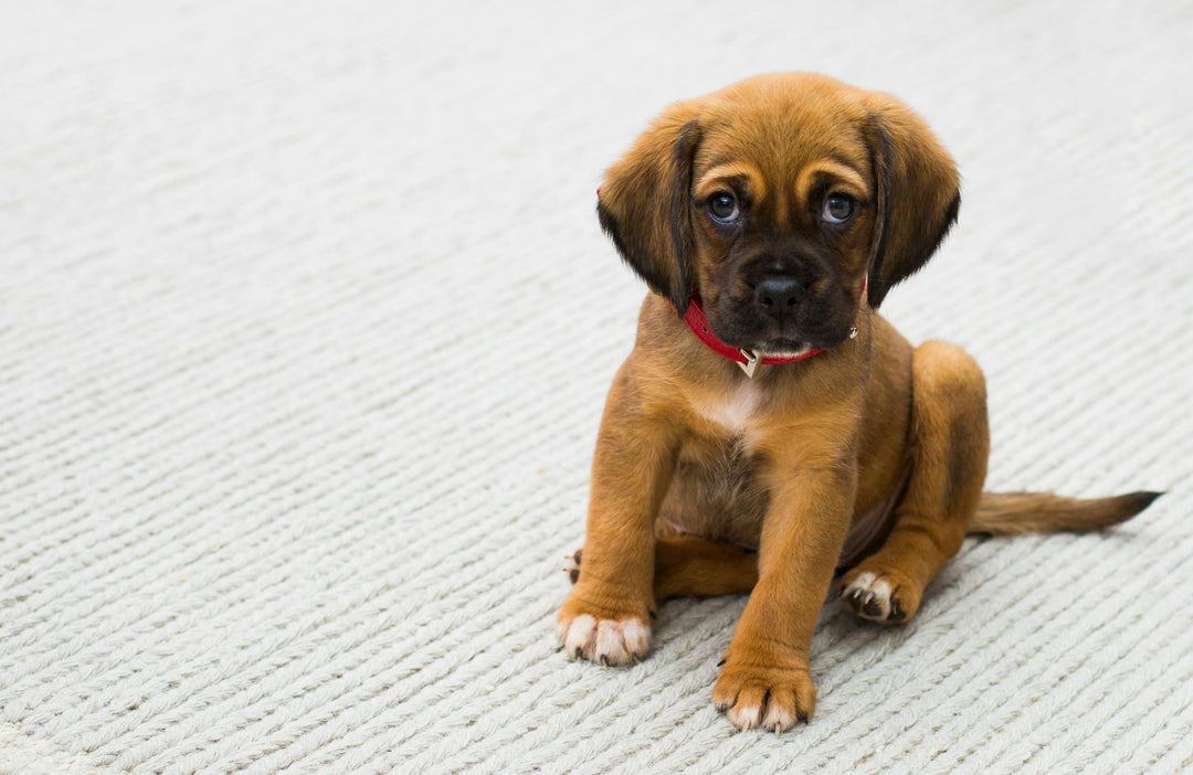 Moet je puppy's supplementen geven?