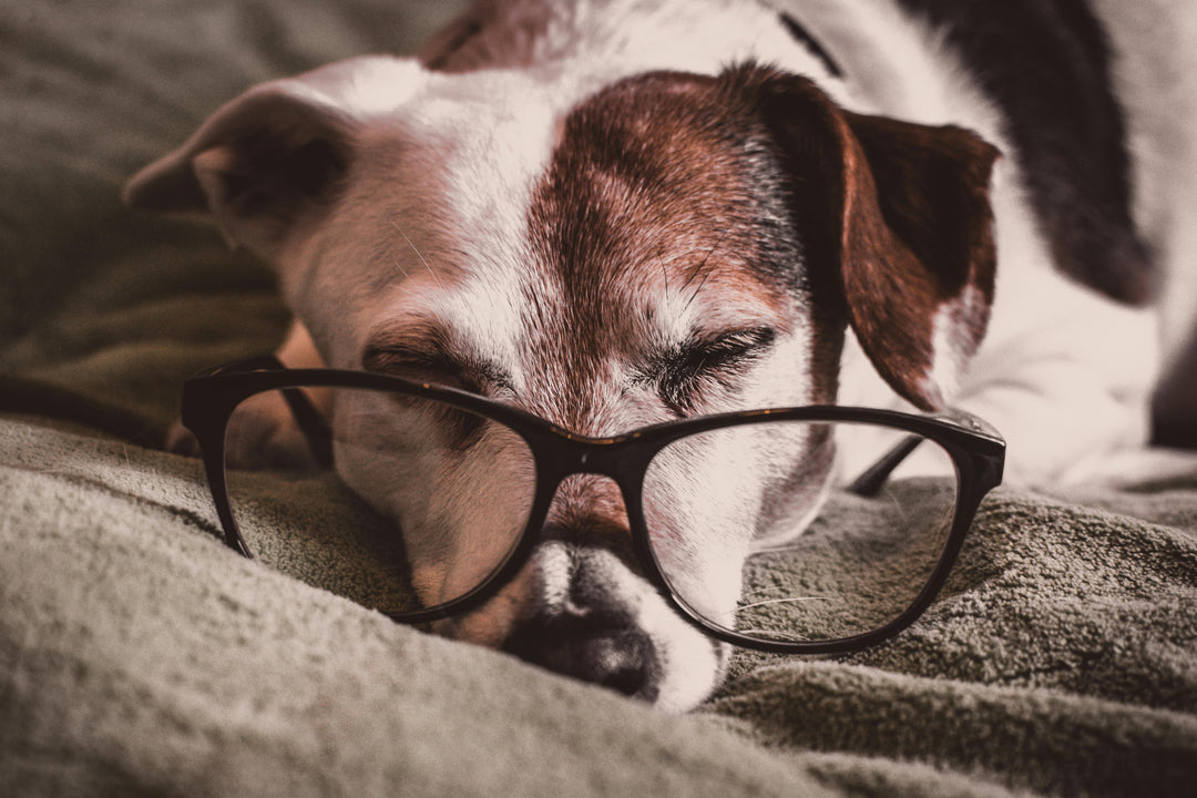 Slapende oudere hond met leesbril