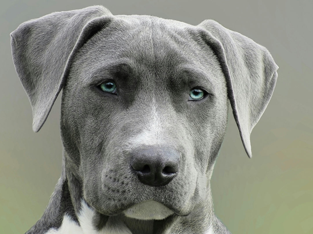 Wat zijn de belangrijkste vitamines voor honden?