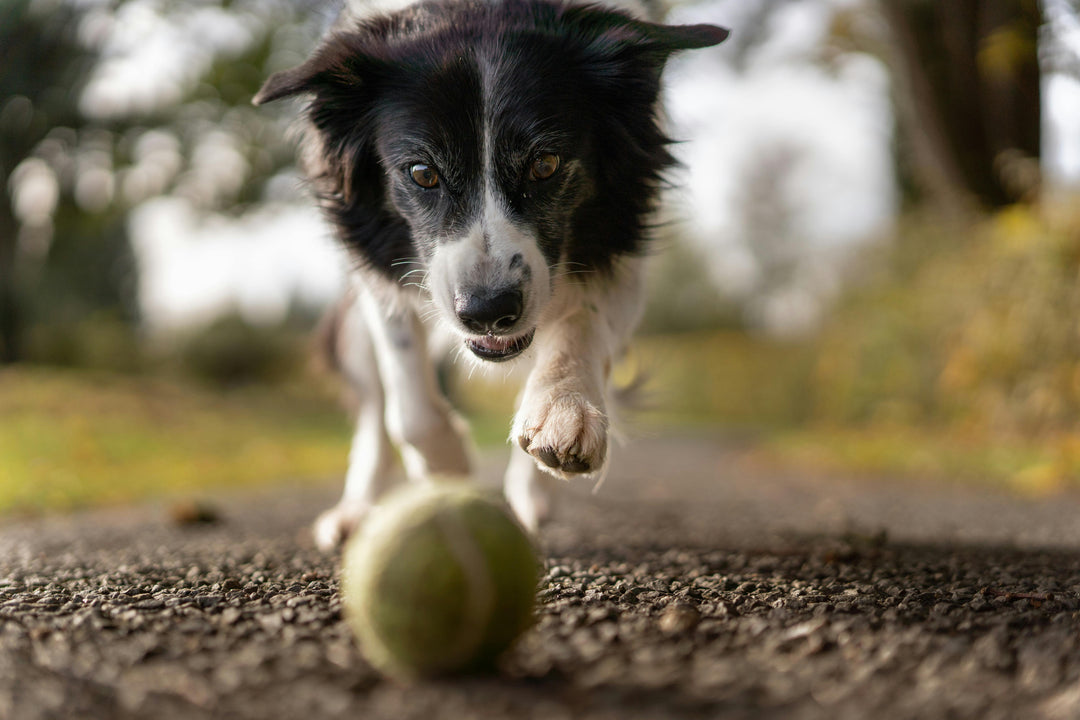 Wanneer moet je gewrichtssupplementen voor je hond geven?