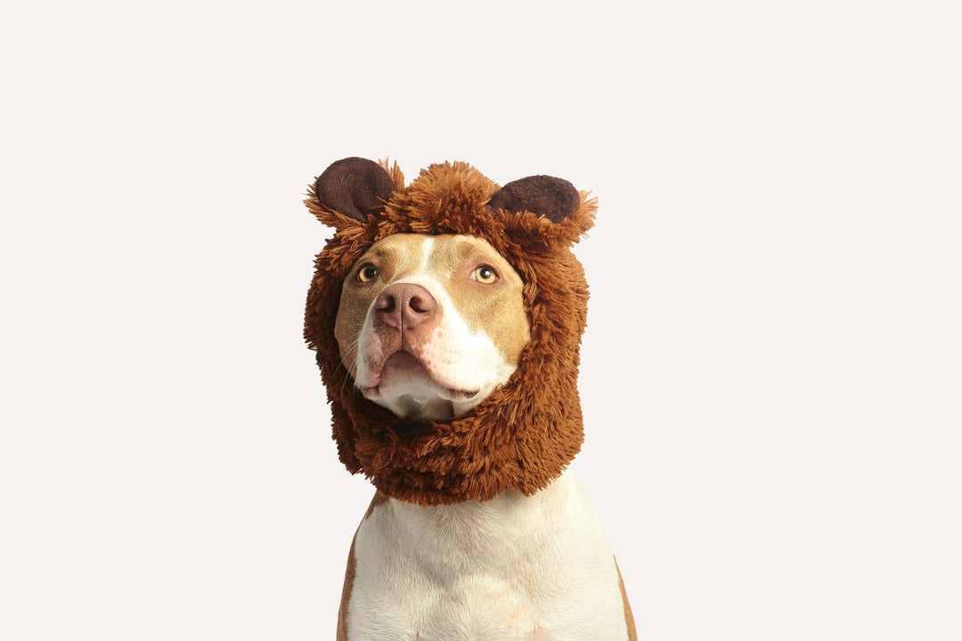 Wat is een natuurlijke ontstekingsremmer voor een hond?