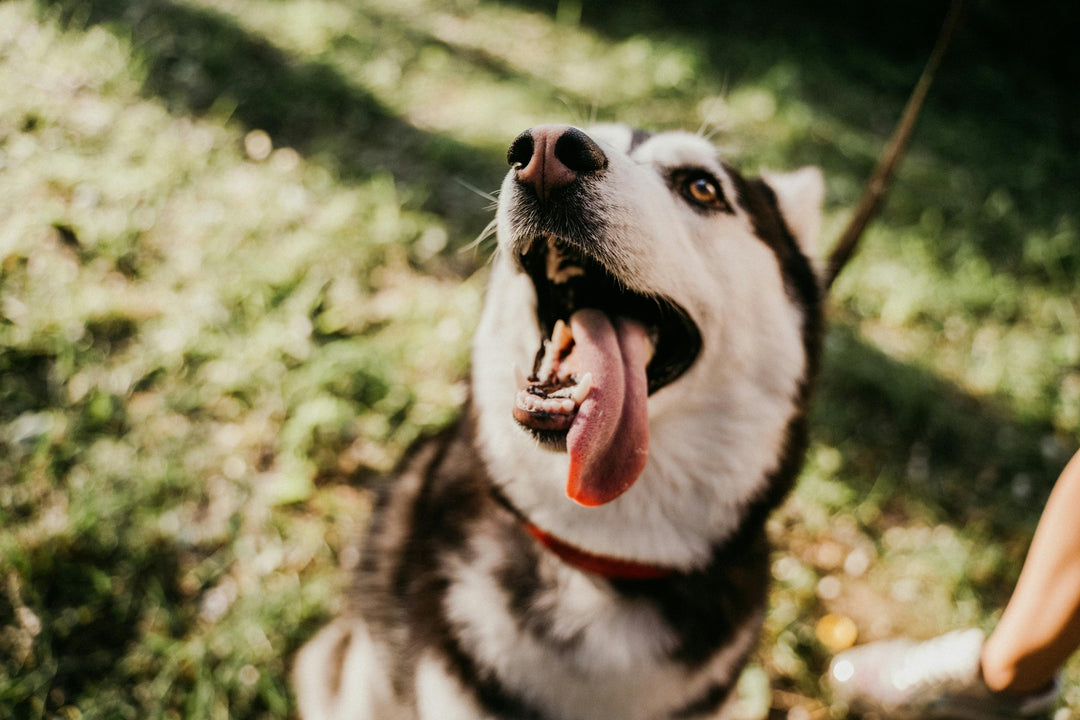 Wat is een natuurlijke ontstekingsremmer voor mijn hond?