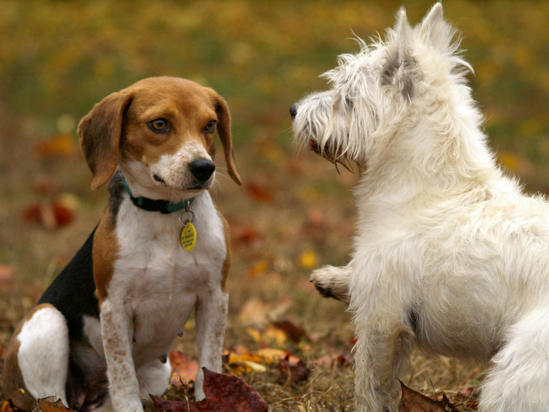 Wat is een natuurlijke probiotica voor honden?
