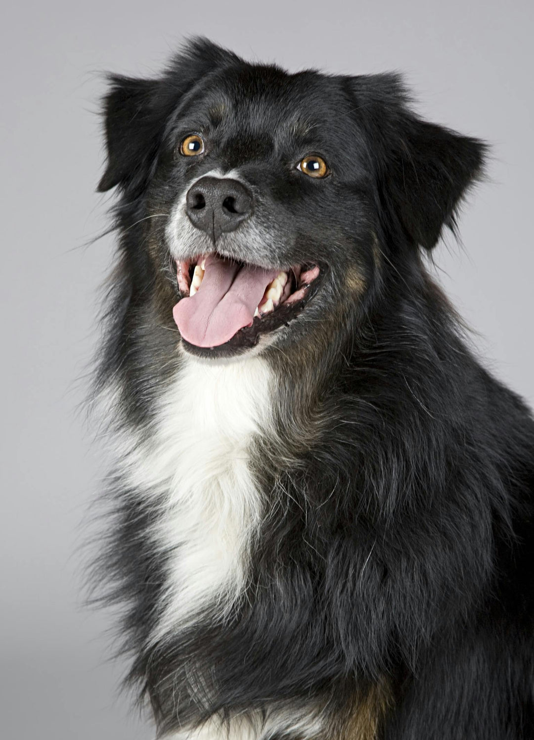 Wat kalmeert de darmen van een hond?