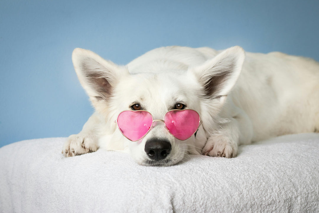 Wat kalmeert de darmen van een hond?