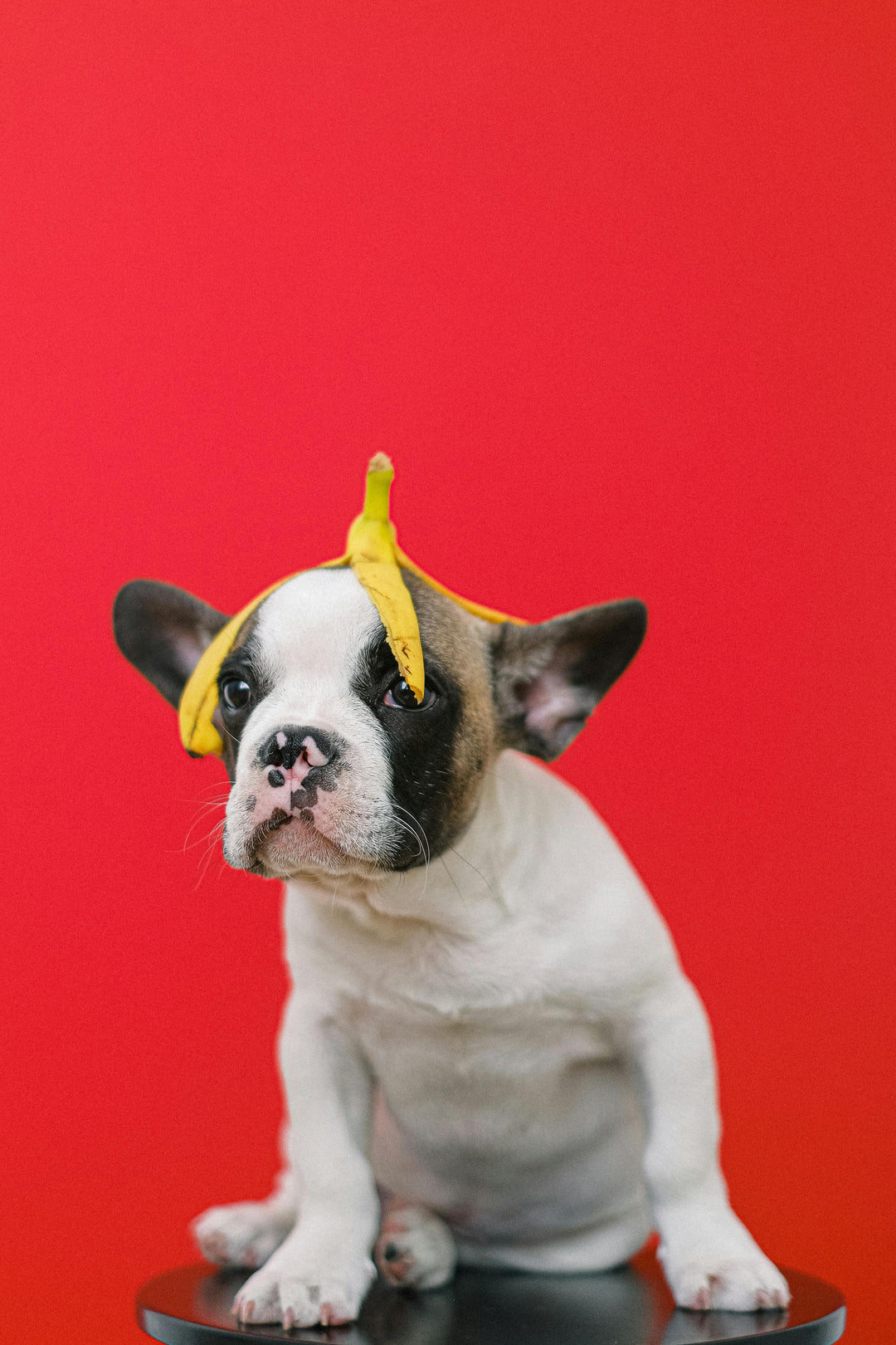 Wat zijn de belangrijkste vitamines voor honden?