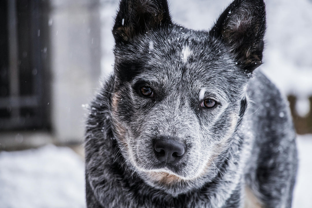 Welke supplementen zijn nodig voor de gewrichten van je hond?
