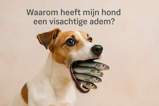Waarom heeft mijn hond een visachtige adem?