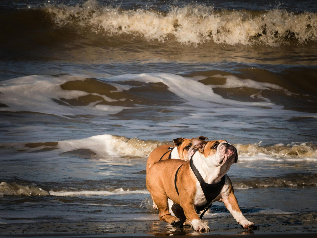 Wat is het beste wat je een hond kunt geven tegen ontstekingen?