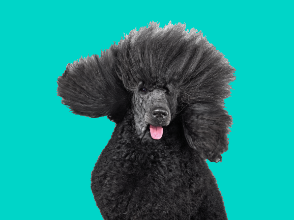 Vachtverzorging Hond